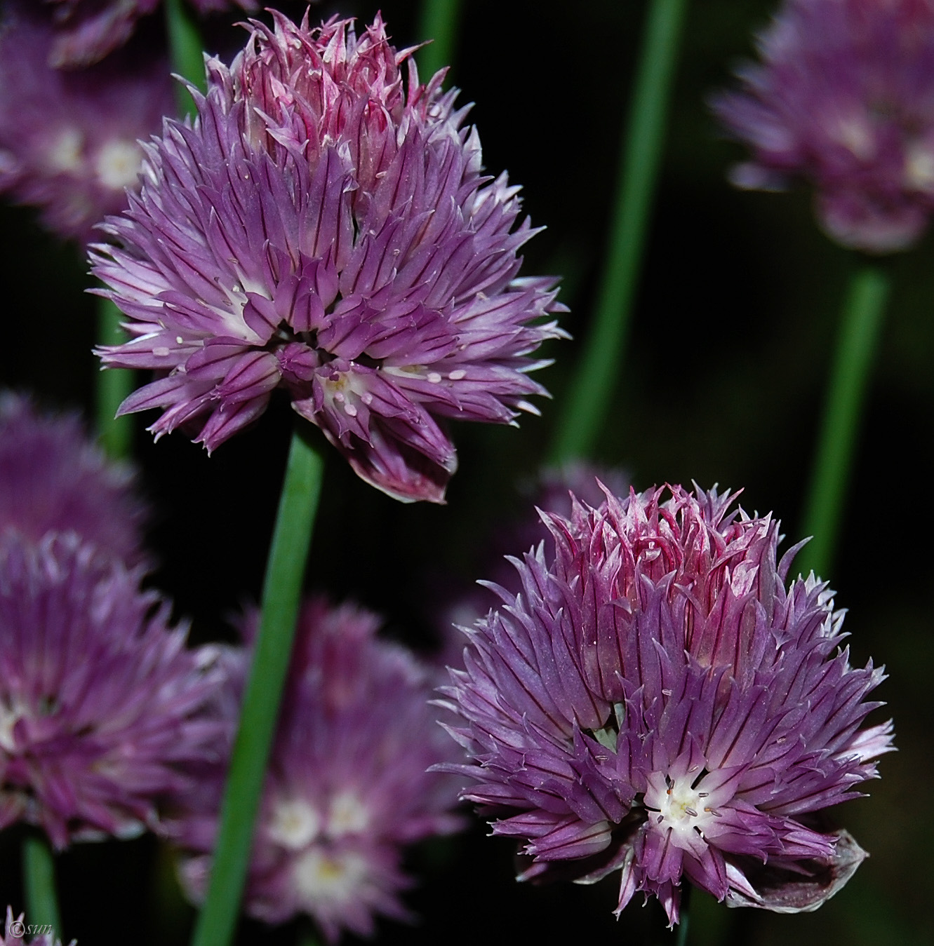 Изображение особи Allium schoenoprasum.