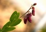 Lathyrus niger