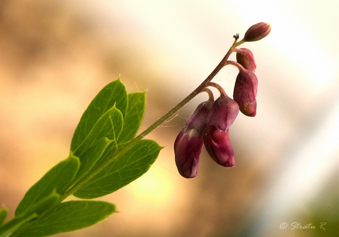 Изображение особи Lathyrus niger.