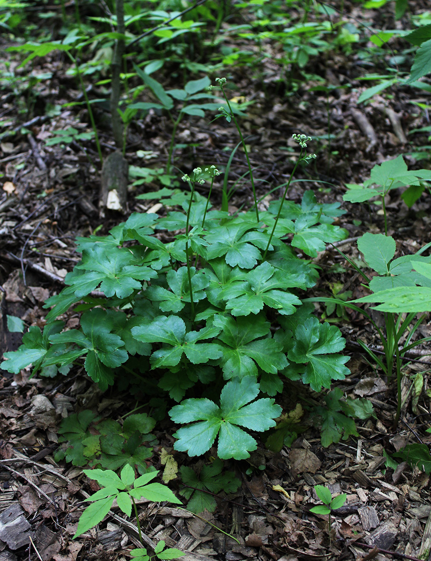 Image of Sanicula europaea specimen.