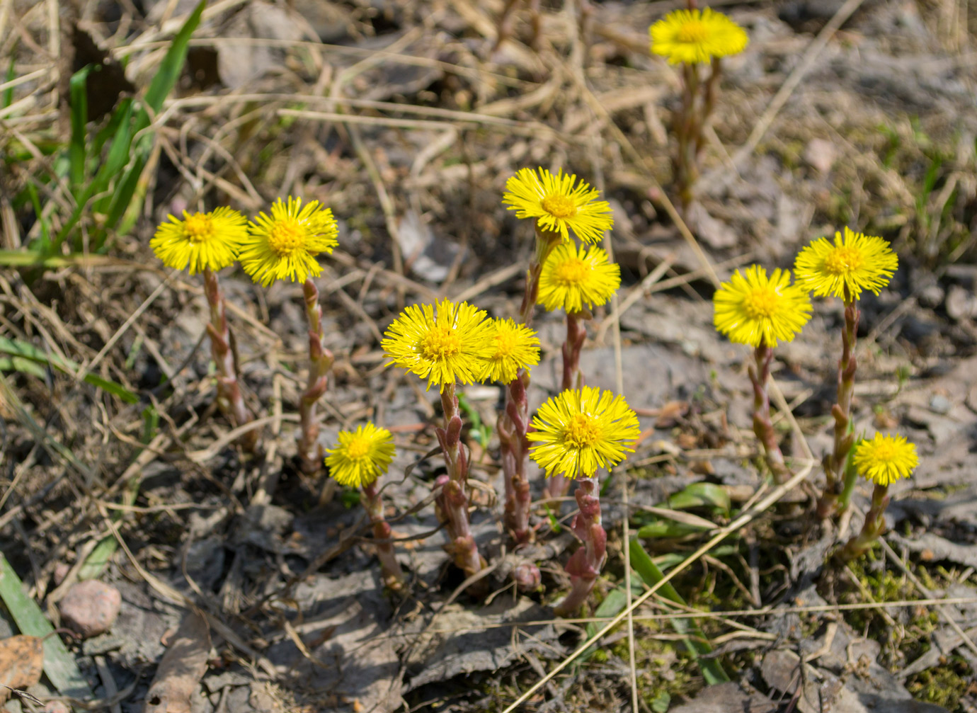 Изображение особи Tussilago farfara.