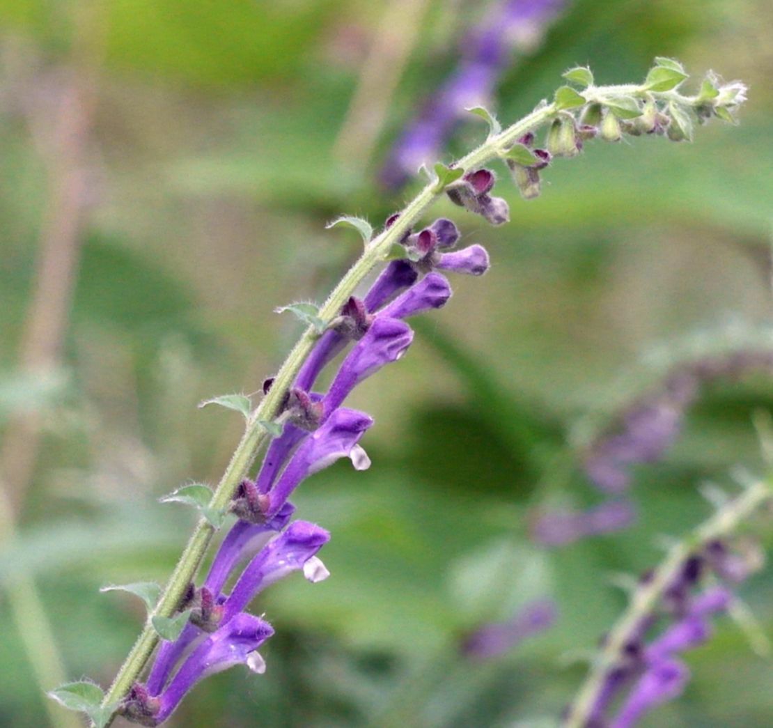 Image of Scutellaria altissima specimen.