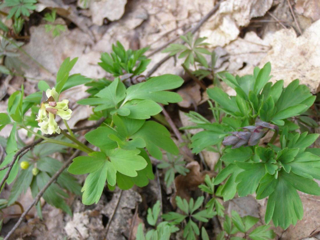 Image of Corydalis cava specimen.