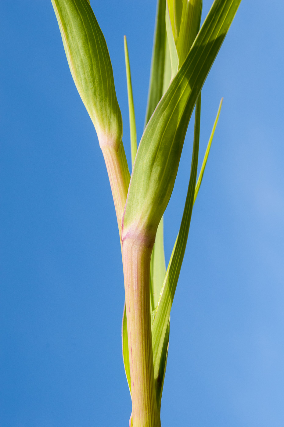 Image of Tragopogon dubius ssp. major specimen.