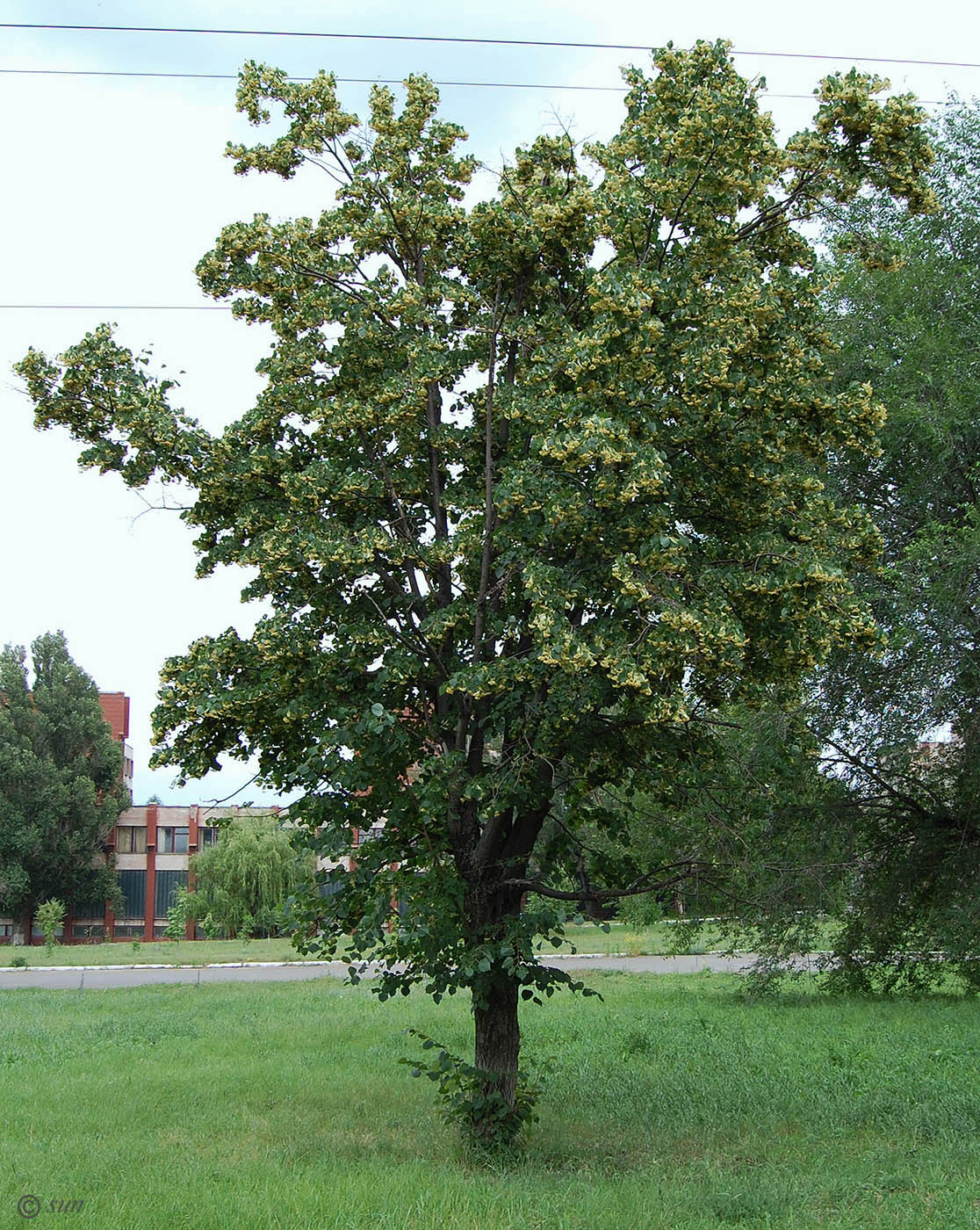 Image of Tilia mandshurica specimen.