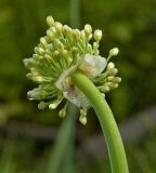 Allium nutans