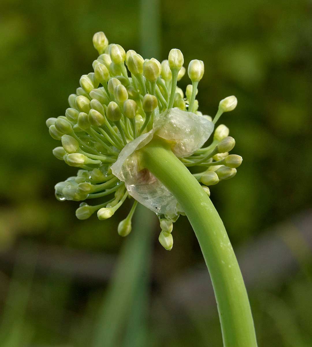 Image of Allium nutans specimen.