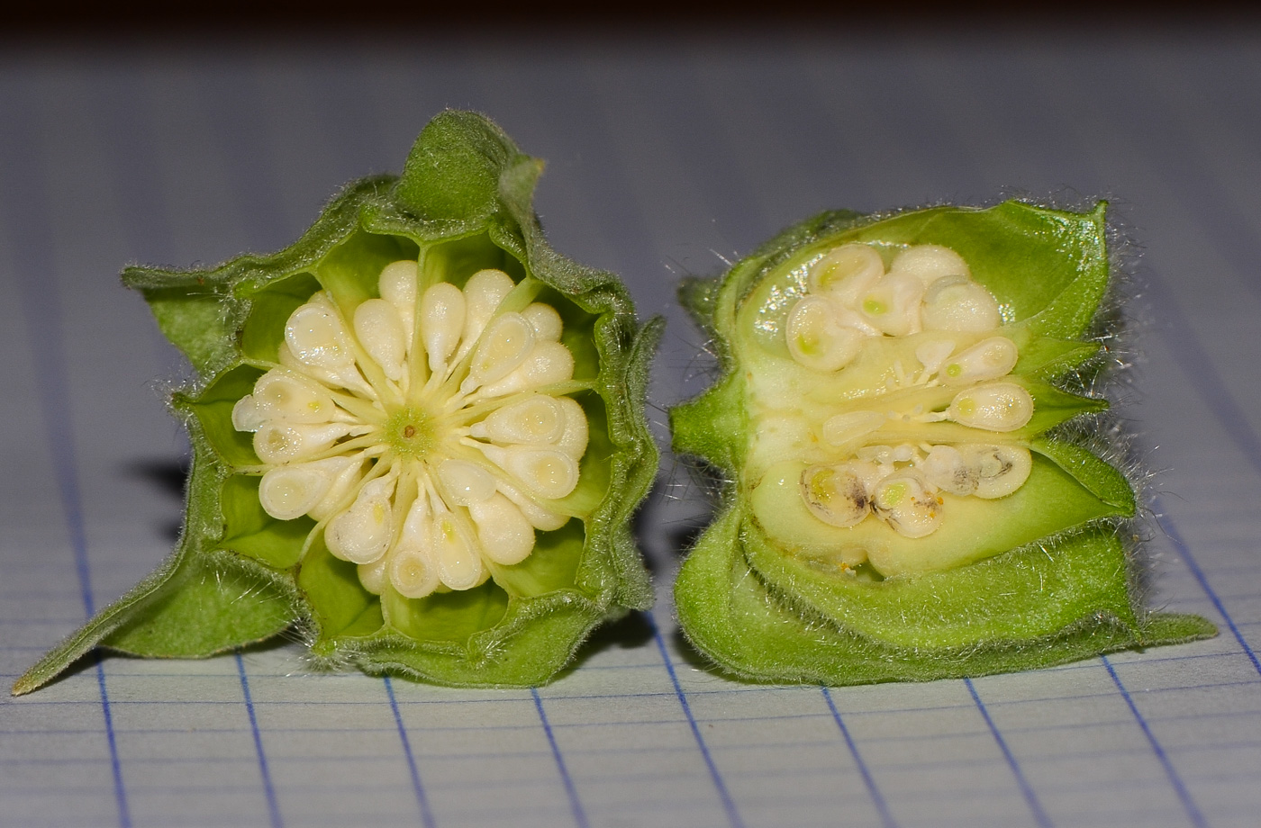 Изображение особи Abutilon grandifolium.