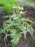 Cynara scolymus