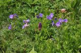 Geranium gymnocaulon