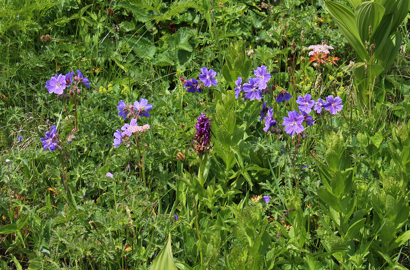 Изображение особи Geranium gymnocaulon.