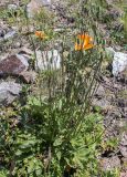 Papaver oreophilum