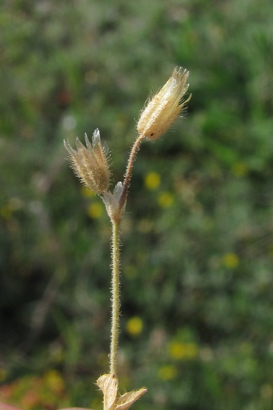 Image of Cerastium semidecandrum specimen.