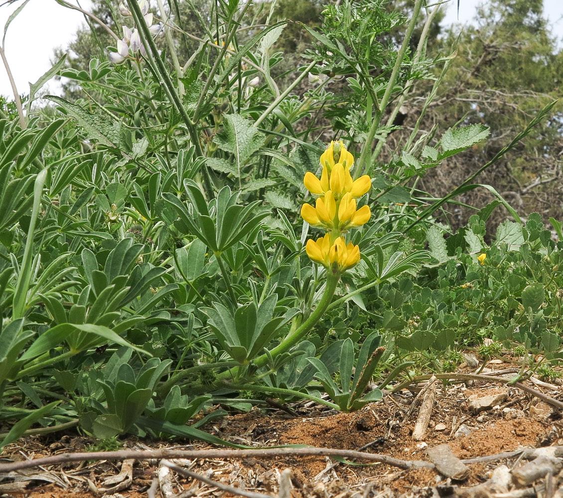 Image of Lupinus luteus specimen.