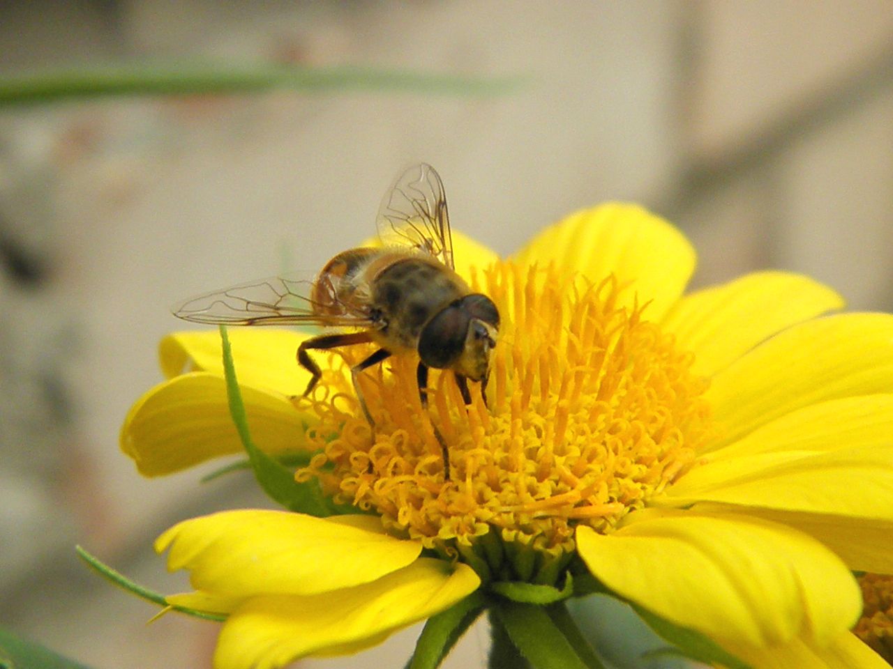 Image of Verbesina encelioides specimen.