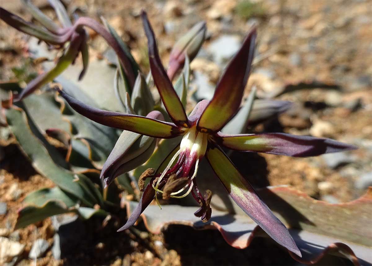 Изображение особи Ornithoglossum vulgare.