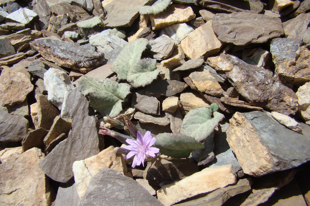 Image of Lactuca mira specimen.