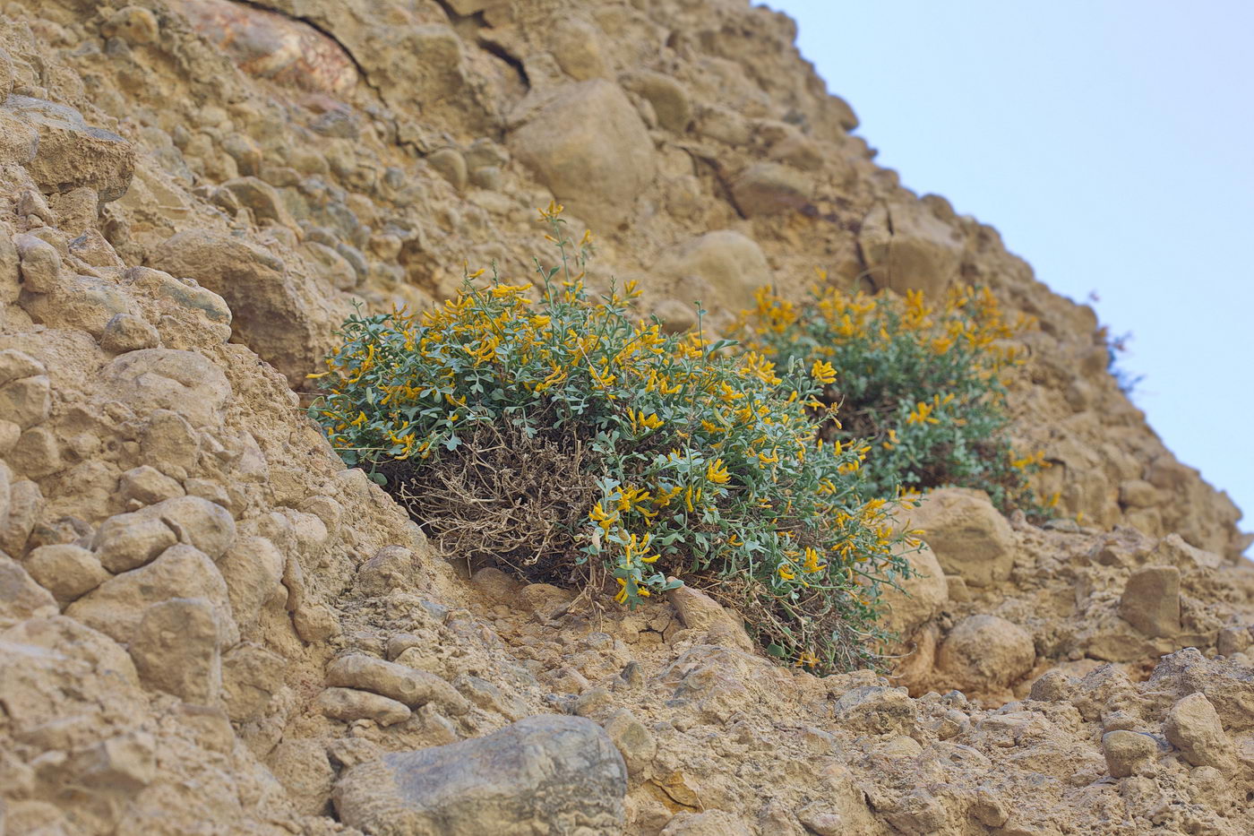 Изображение особи Corydalis kovakensis.