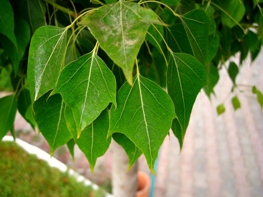 Изображение особи Brachychiton populneus.