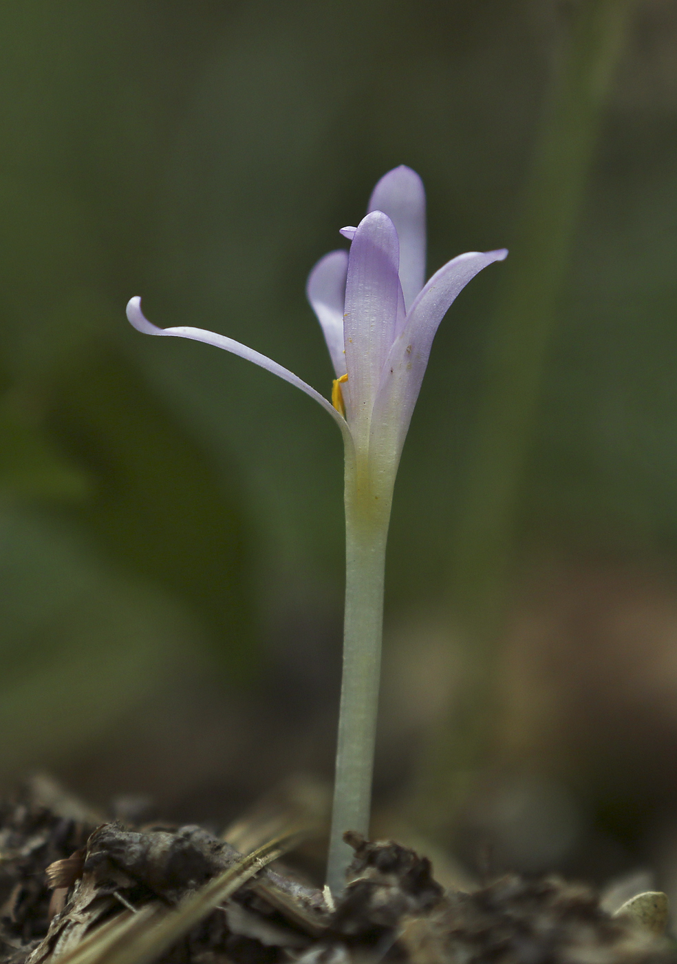 Изображение особи Colchicum umbrosum.