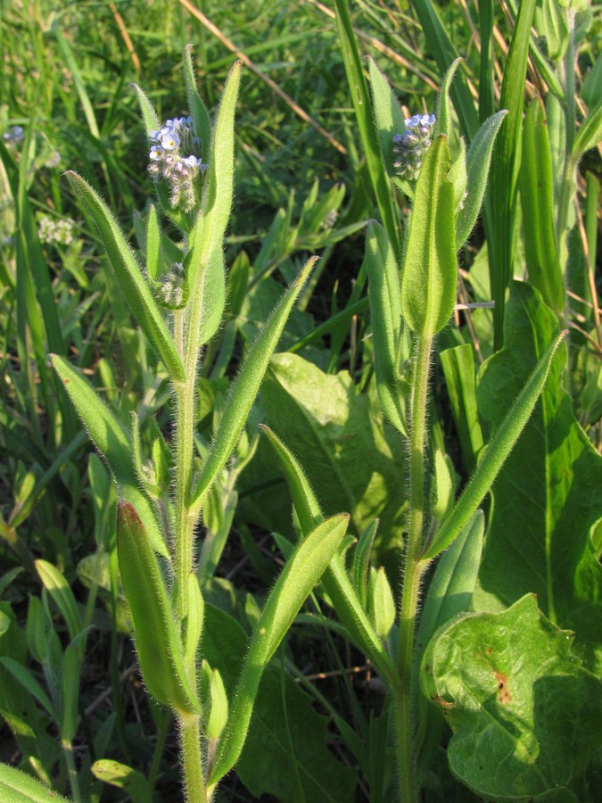 Image of Myosotis arvensis specimen.