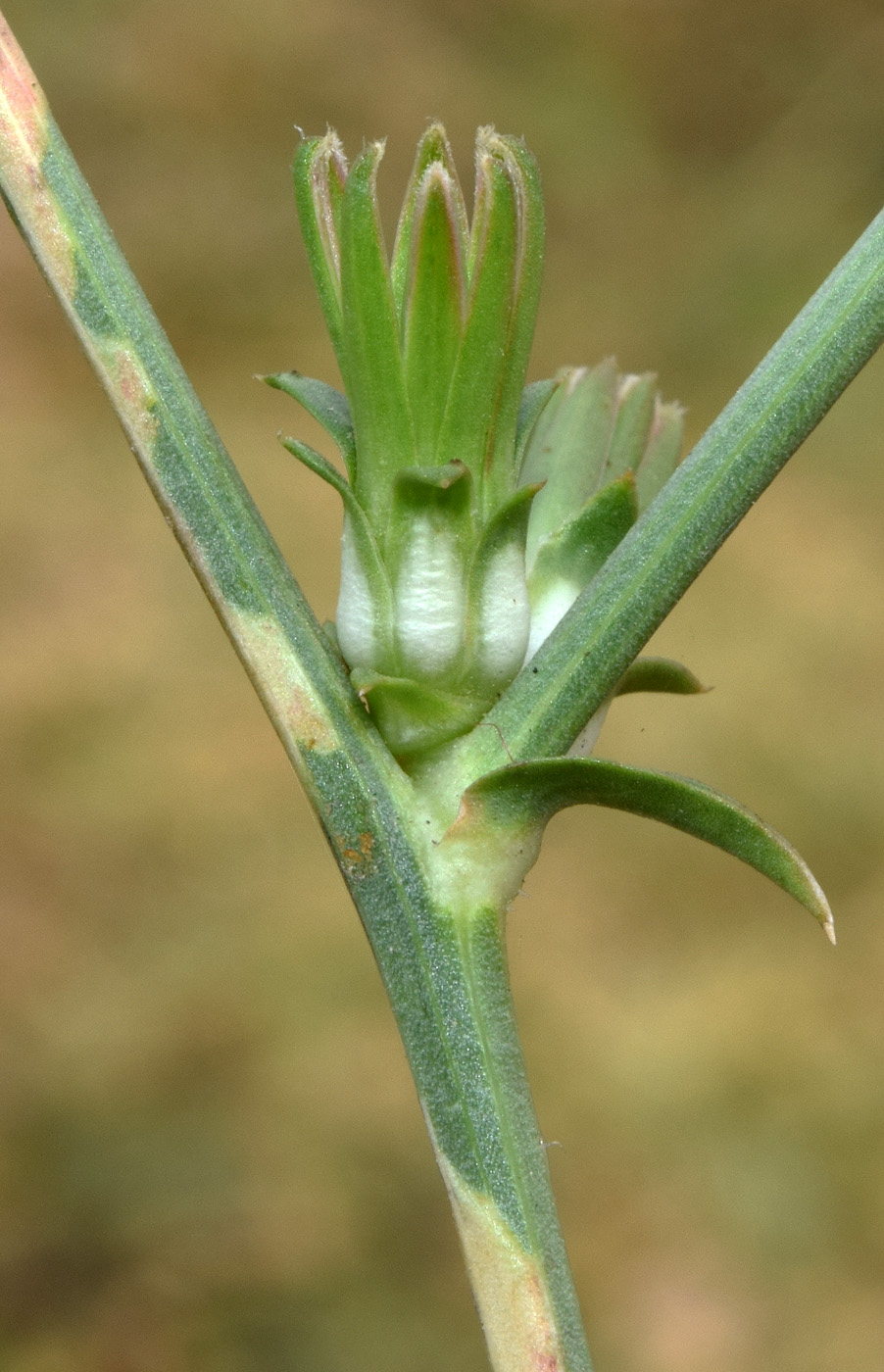 Image of Cichorium intybus specimen.