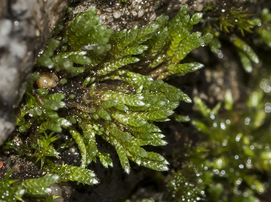 Изображение особи Bryum argenteum.