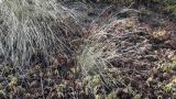 семейство Poaceae
