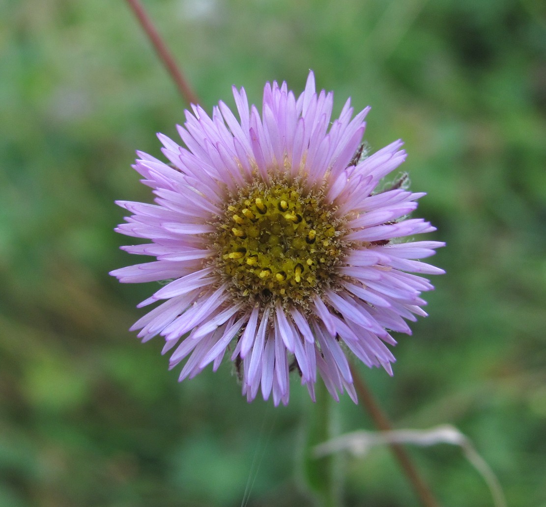 Изображение особи Erigeron caucasicus.