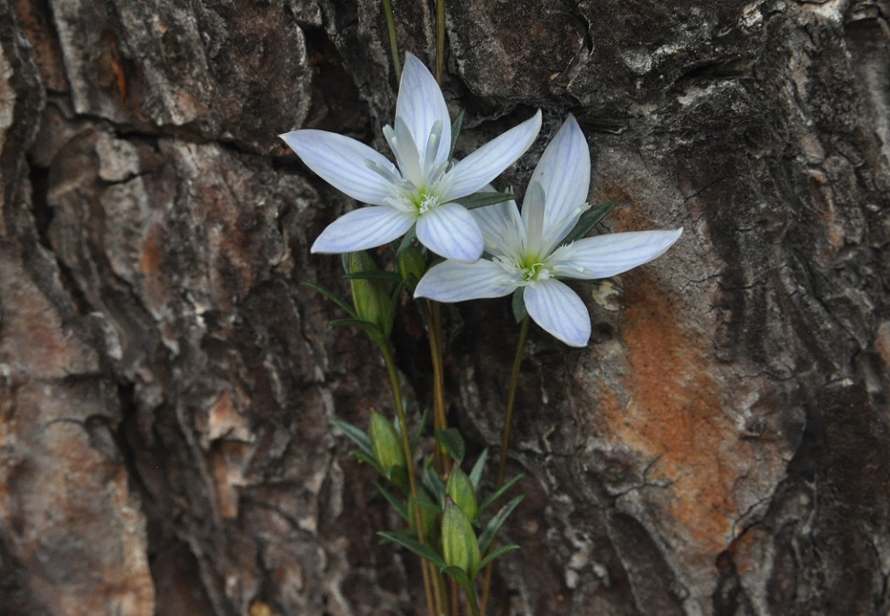 Изображение особи род Lomatogonium.