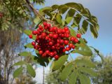 Sorbus esserteauiana