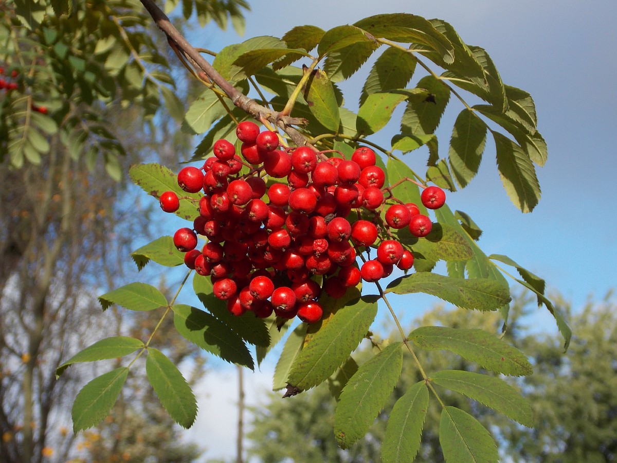 Изображение особи Sorbus esserteauiana.