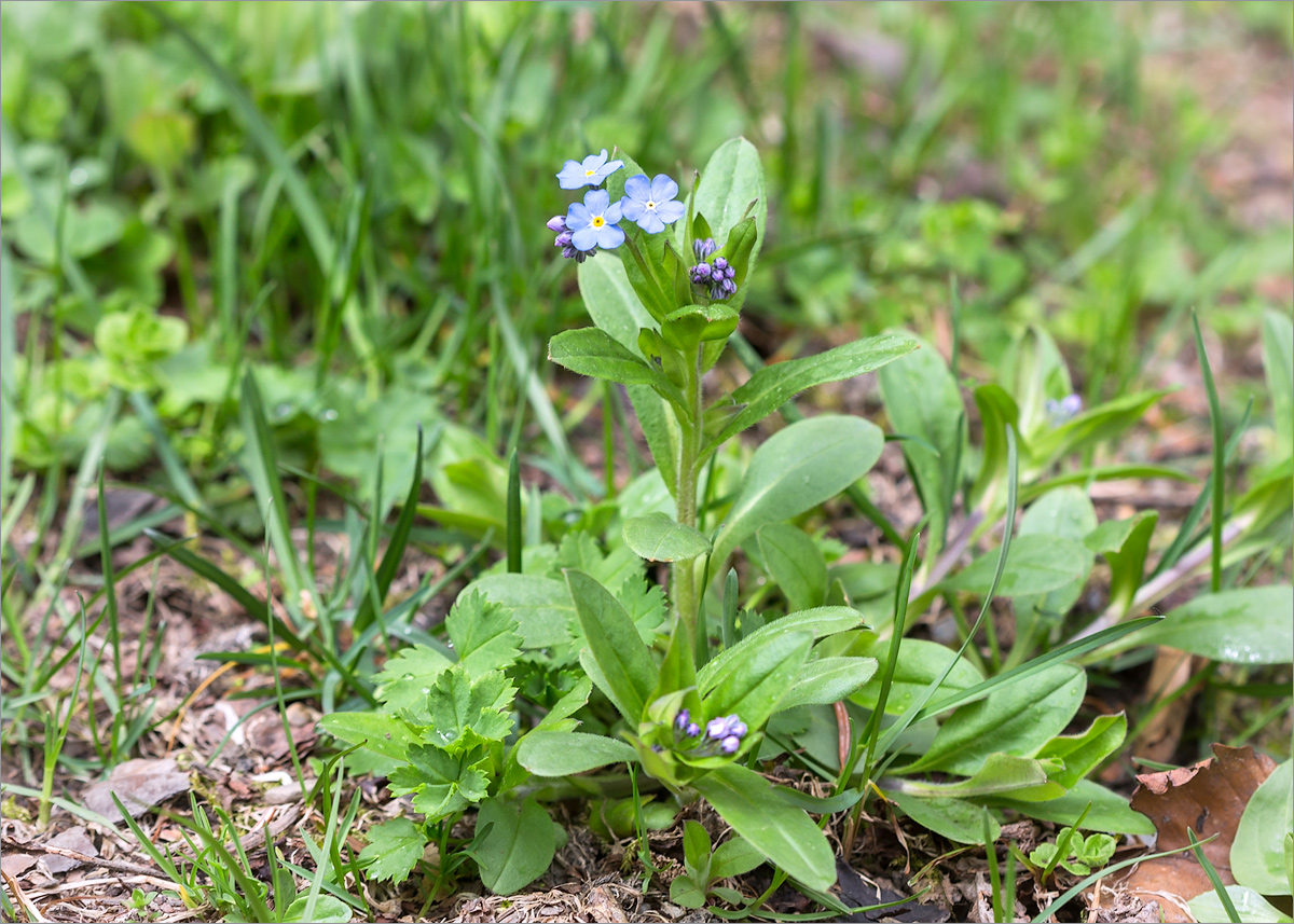 Image of Myosotis amoena specimen.