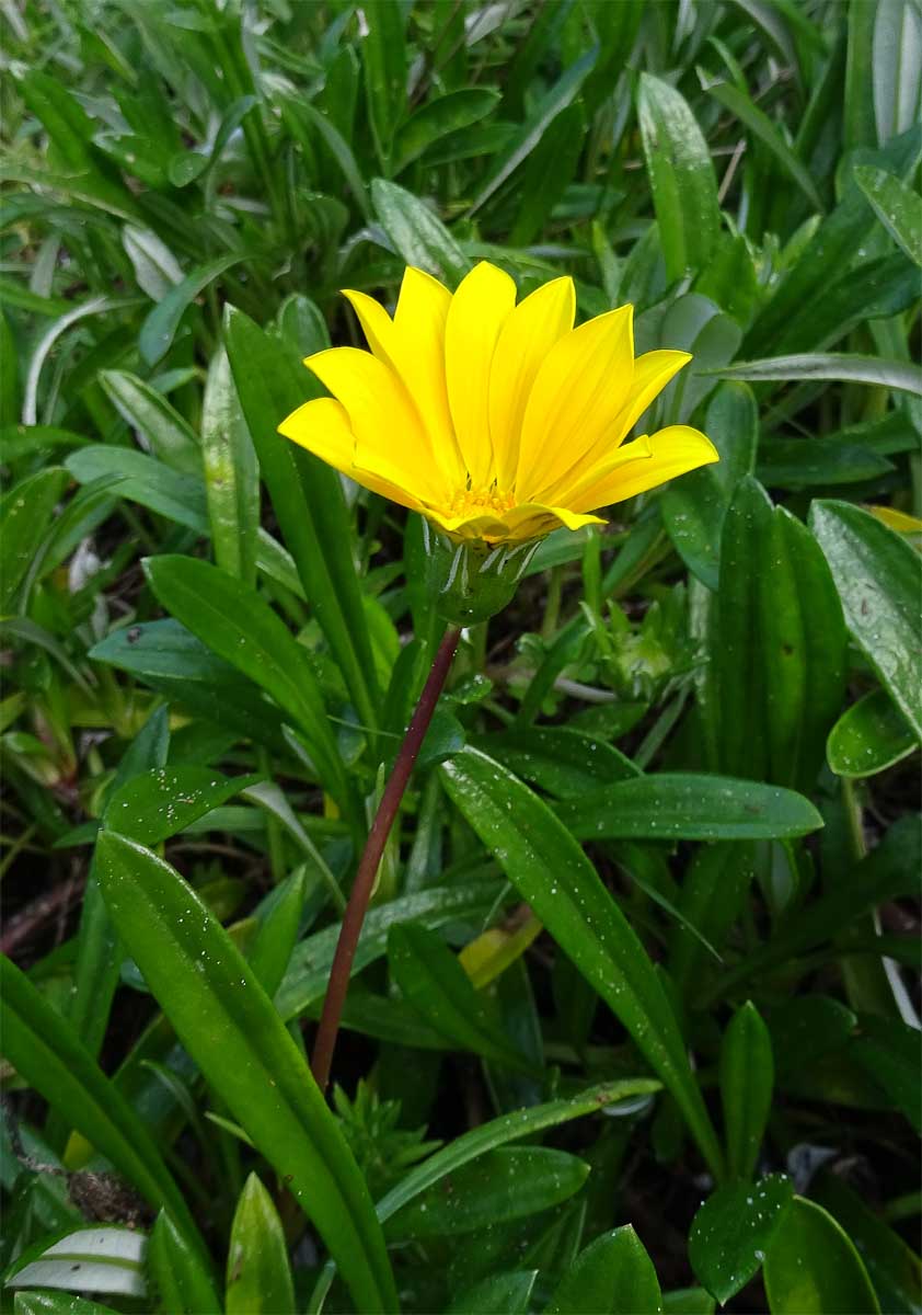 Image of Gazania rigens specimen.