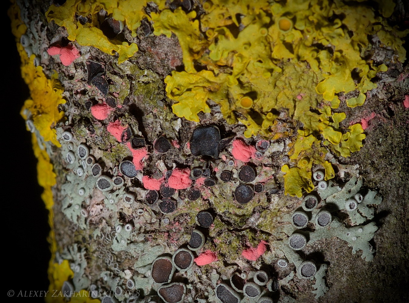 Image of Illosporiopsis christiansenii specimen.