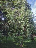 Populus × rasumowskiana