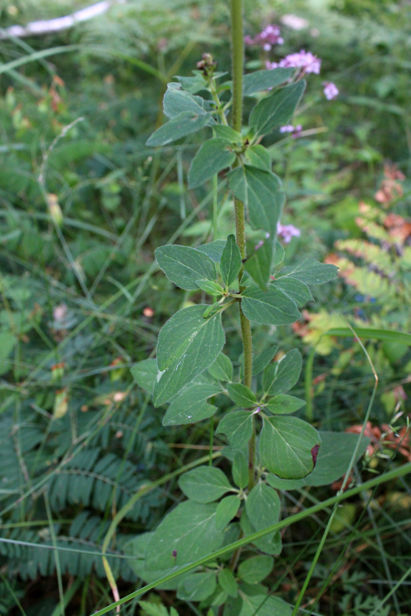 Изображение особи Origanum vulgare.