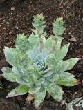 Dudleya brittonii