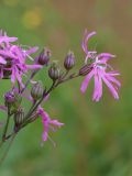 Coccyganthe flos-cuculi