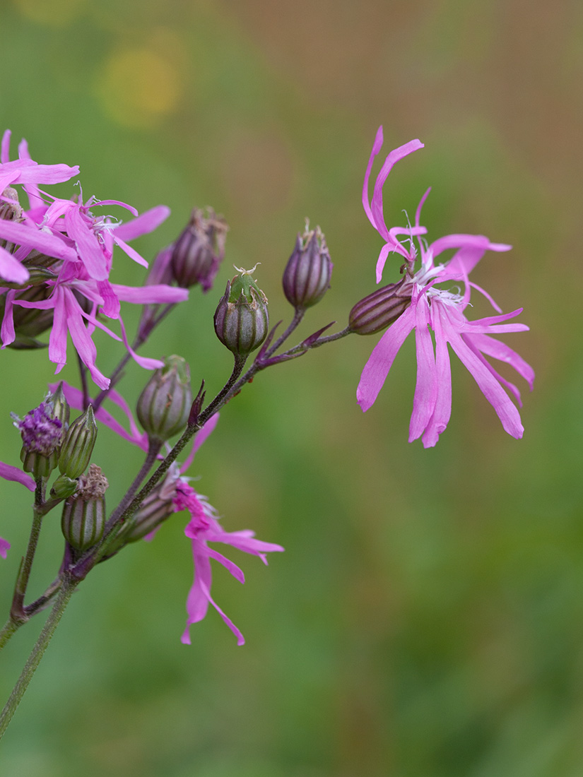 Изображение особи Coccyganthe flos-cuculi.