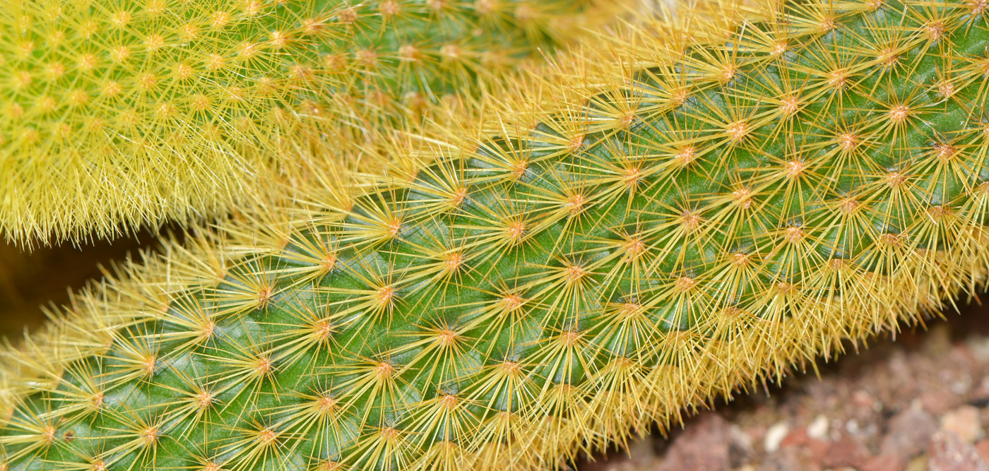 Image of Cleistocactus winteri specimen.