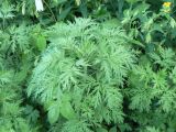 Artemisia sieversiana. Молодое растение. Хабаровск, ул. Монтажная, 15, дворовая территория. 14.06.2011.
