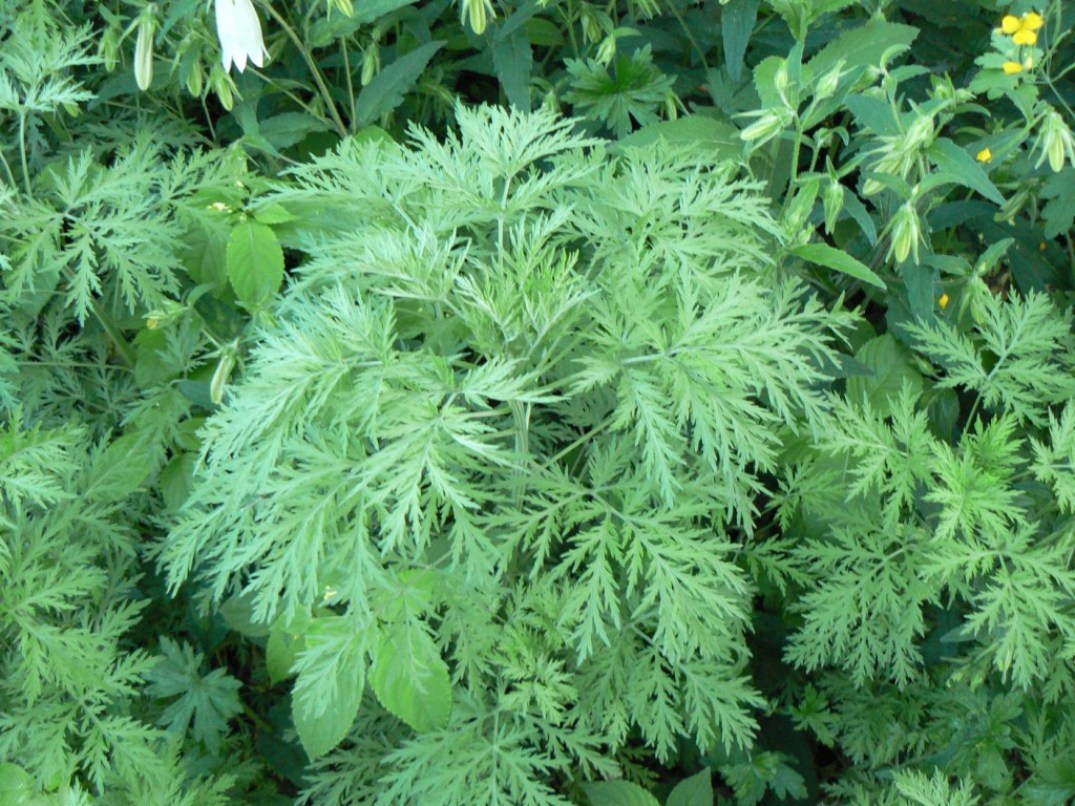 Изображение особи Artemisia sieversiana.