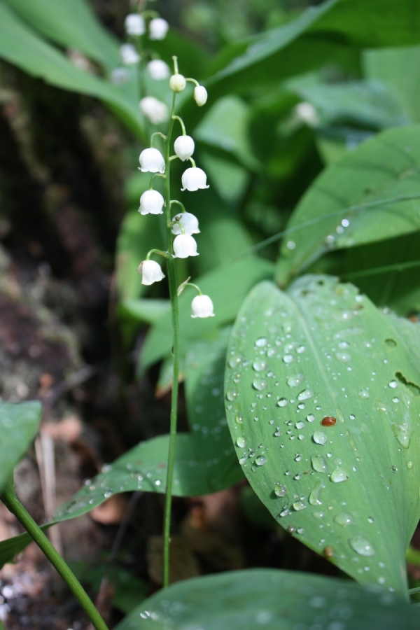 Image of Convallaria majalis specimen.