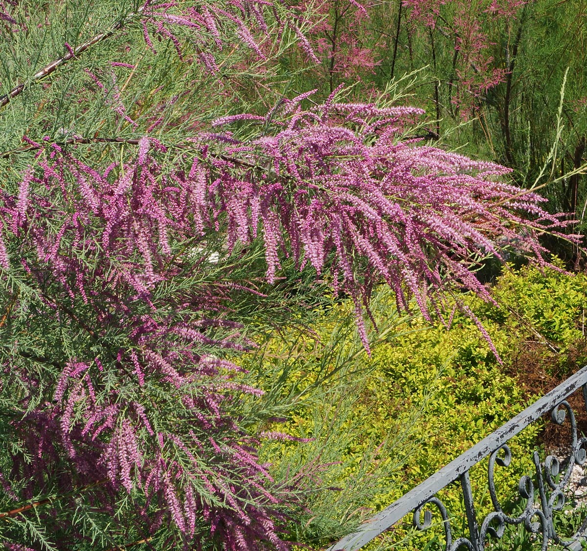 Image of Tamarix ramosissima specimen.