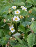 Fragaria &times; ananassa