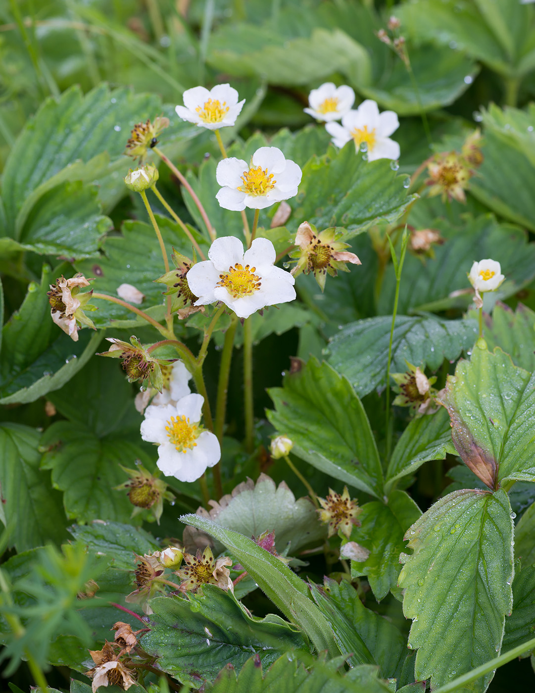 Image of Fragaria &times; ananassa specimen.