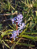 Scilla bifolia