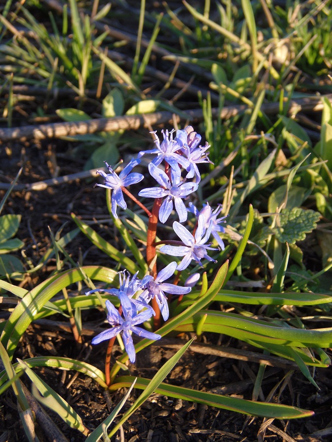 Изображение особи Scilla bifolia.