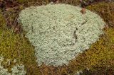 Cladonia arbuscula. Талломы. Башкортостан, Белорецкий р-н, Инзерский сельсовет, долина р. Большой Инзер в р-не с. Усмангали, правый берег, каменистая осыпь под скалой, на камне в моховой подушке. 1 мая 2018 г.